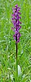 * Nomination Orchis mascula (the early purple orchid) --Tuxyso 12:54, 29 May 2013 (UTC) * Promotion Good Quality --Rjcastillo 13:56, 29 May 2013 (UTC)