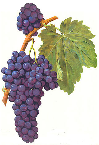 <span class="mw-page-title-main">Petit Rouge</span> Variety of grape