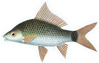 <i>Osteochilus kappenii</i> Species of fish