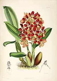 plate 27 Odontoglossum coronarium Oncidium candelabrum