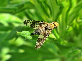 <i>Oxyna parietina</i> Species of fly