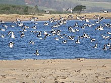 Oystercatchers at the mouth of Loch Fleet, at the northern end of the links. Oystercatchers at the mouth of Loch Fleet - geograph.org.uk - 589180.jpg