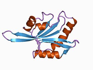 ADF/cofilin is a family of actin-binding proteins which disassembles actin filaments. 
Three highly conserved and highly (70%-82%) identical genes belonging to this family have been described in humans and mice:CFL1, coding for cofilin 1 
CFL2, coding for cofilin 2 
DSTN, coding for destrin, also known as ADF or actin depolymerizing factor
