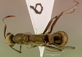 Pachycondyla berthoudi