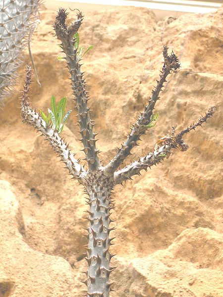 File:Pachypodium rutenbergianum.JPG