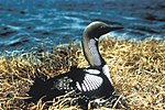 Pacific Loon.jpg