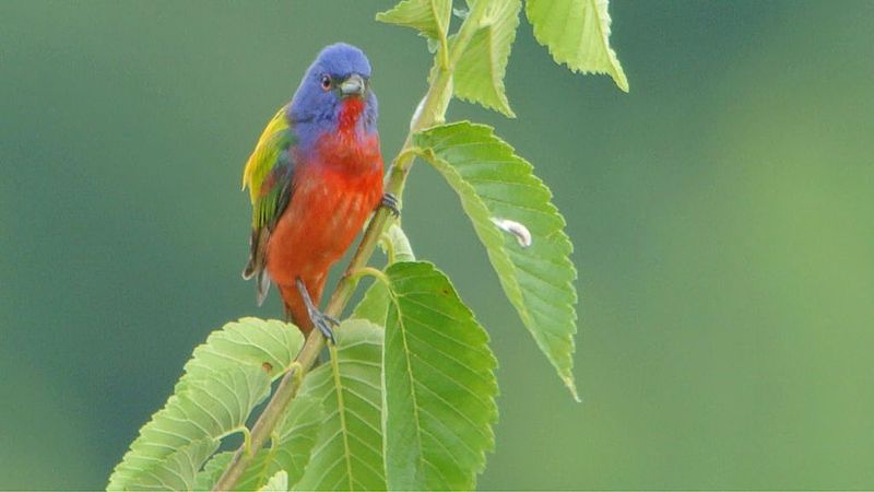 File:Painted Bunting (8379604042).jpg