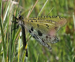 <i>Palpares caffer</i> Species of insect