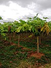 Papaya farm at Konanur