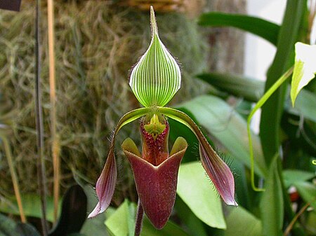 Paphiopedilum dayanum