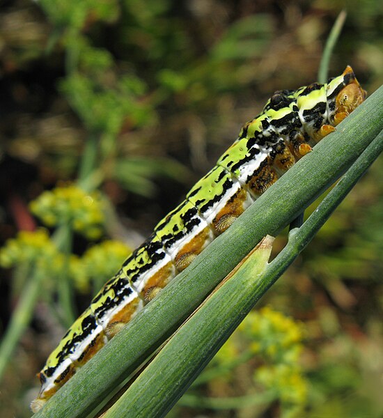 File:Papilio demodocus larva IMG 8542s.jpg