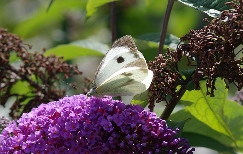 File:Papillon blanc - soleil.jpg