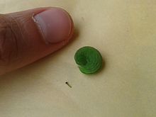 Larvae. First instar (newly hatched) and fourth instar (fully grown) are shown next to a human finger for scale. Pararge aegeria first and fourth instar.jpg