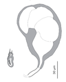 Parasite140133-fig2 Pseudorhabdosynochus regius (Diplectanidae) Male and female organs 2B 2C.png