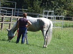 Italiano: Parco delle cave, Milano. Cavallo.