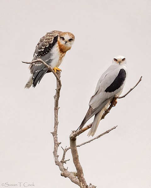 File:Parent and Fledgling White-tailed Kites (51219188840).jpg