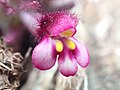 3. bei Andritsena auf Schaf/Ziegen-Weide 1013 m hoch, Einzelblüte etwa 3 mm, Blütenstand ähnlich Günzel, 11. Mai 2016