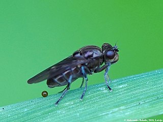 <i>Parydra aquila</i> Species of fly