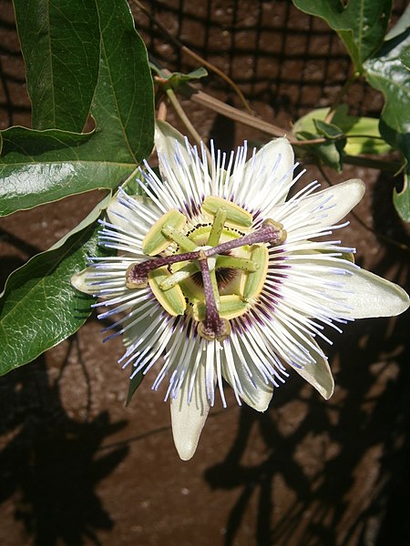 File:Passiflora caerulea RHu.JPG