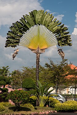 Ravenala madagascariensis