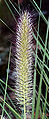 English: Chinese Fountain Grass Deutsch: Lampenputzergras