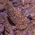 * Nomination Sea cucumber (Holothuria sanctori), Teno-Rasca marine strip, Tenerife, Spain --Poco a poco 09:31, 12 June 2022 (UTC) * Promotion Good quality. --Snowmanstudios 09:36, 12 June 2022 (UTC)