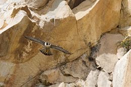 260px Peregrine Falcon in flight