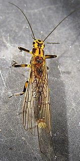 <i>Perlinella</i> Genus of stoneflies