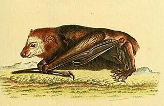 Trinidad dog-like bat species of mammal