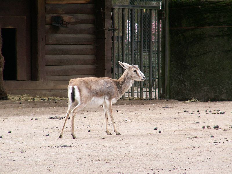 صورة:Persische Kropfgazelle Kuh db.jpg