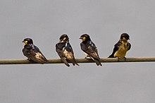 פטרוכלידון פרוסי - אזור דרום מערב, קמרון -ארבע-8.jpg