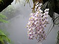 生長於霧室內的菲律賓蝴蝶蘭（Phalaenopsis philippinensis）