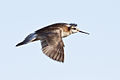 Male in breeding plumage, Benton National Wildlife Refuge, Great Falls, MT, USA