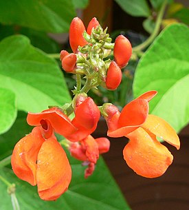 Phaseolus coccineus flores.jpg
