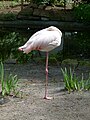 Flamingos - Fasanerie Groß-Gerau