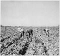 Photograph of Imperial Valley, c.1941, showing agricultural workers picking crop. - NARA - 296428.jpg