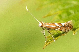 <i>Phyllonorycter oxyacanthae</i> Species of moth