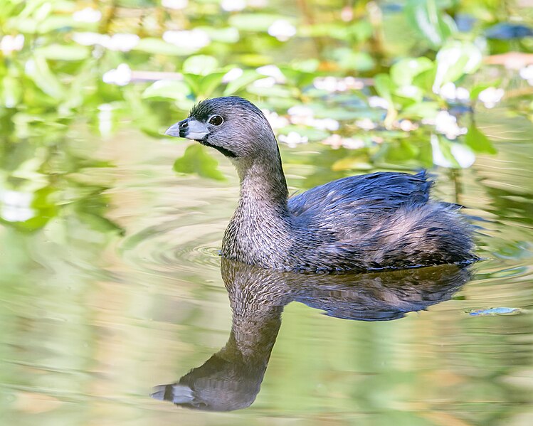 File:Pied-billed Grebe (41933361665).jpg