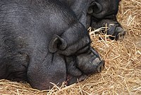 Two pot-bellied pigs, Lisbon Zoo