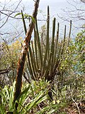 Vignette pour Pilosocereus royenii