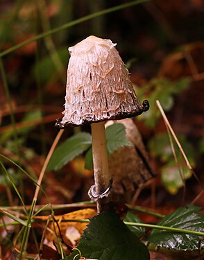 Pilz im sächsischen Wald 2H1A1070WI