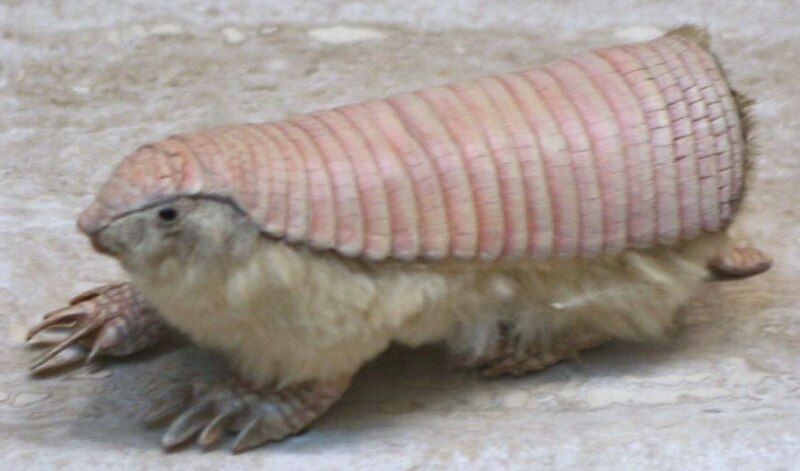 pink fairy armadillos