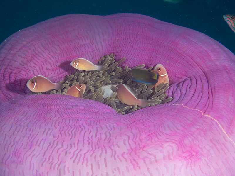 File:Pink anemonefish (Amphiprion perideraion) on sea anemone (Condylactis sp.) (48651647318).jpg