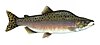 Pink salmon FWS.jpg