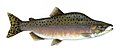 41 Pink salmon FWS uploaded by Viridiflavus, nominated by Citron