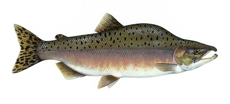 Gorbuša (Oncorhynchus gorbuscha) - vrsta lososa.