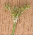 Pitrus bloeiwijze closeup (Juncus effusus).jpg