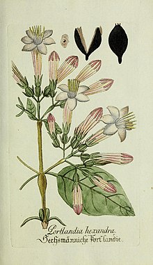 Plantarum indigenarum و exoticarum icones ad vivum coloratae ، oder ، Sammlung nach der Natur gemalter Abbildungen inn- and ausländlischer Pflanzen، für Liebhaber und Beflissene der Botanik (14206637746) .jpg