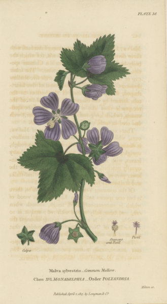 File:Plate 16 Malva Sylvestris - Conversations on Botany-1st edition.tiff