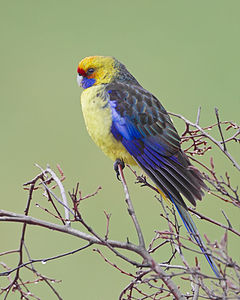 Platycercus caledonicus (Green Rosella)